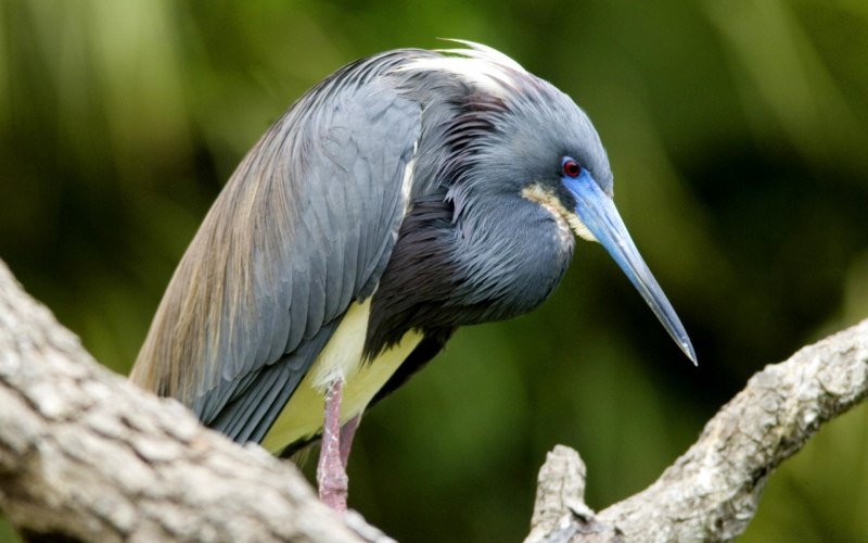 Alcedo coerulescens