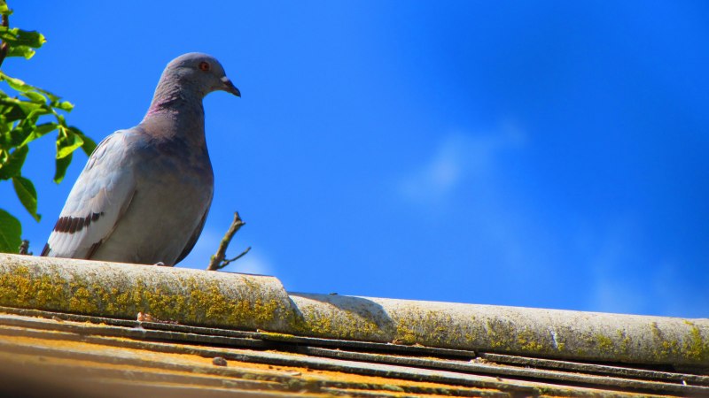 Dove голубь