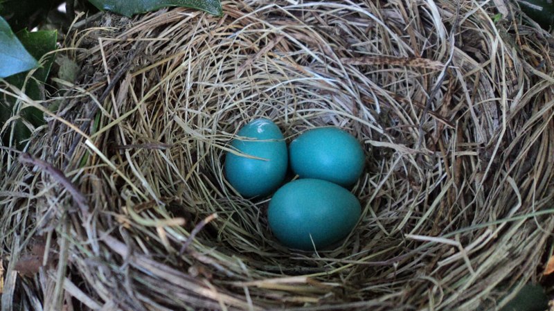 Яйца лесных птиц фото и название