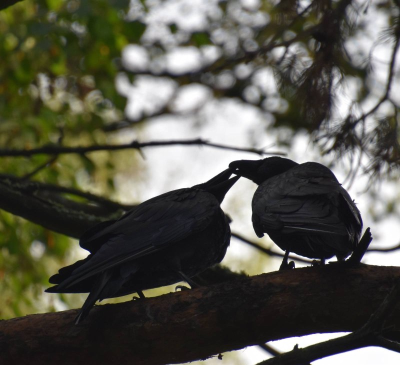 Corvus Corax гнездо