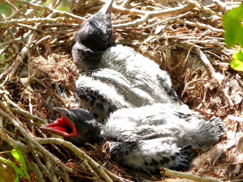Яйца вороны фото в гнезде