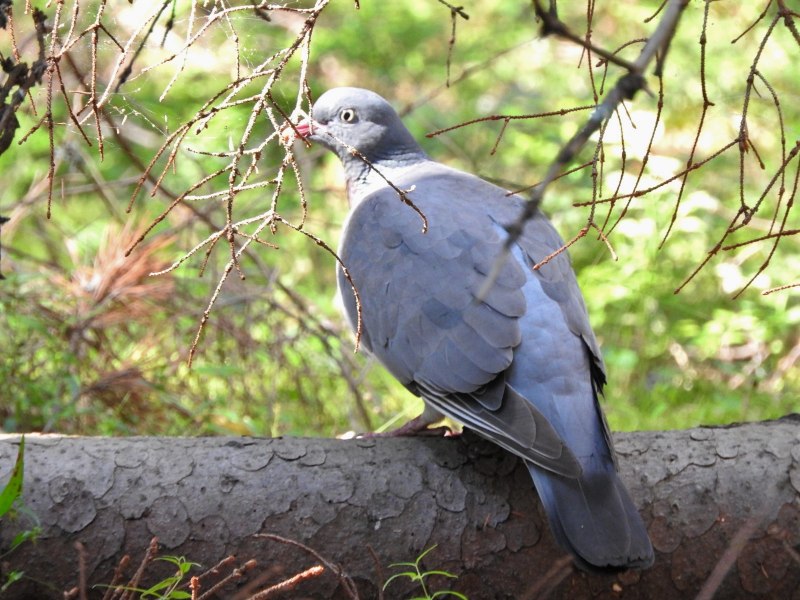 Голубь Columba palumbus