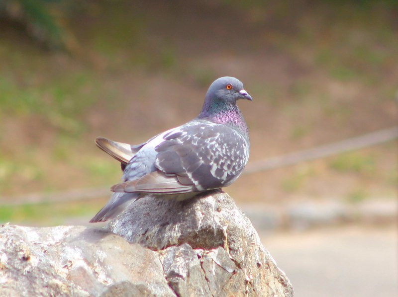 Голуби-Архангелы (Columba Livia)