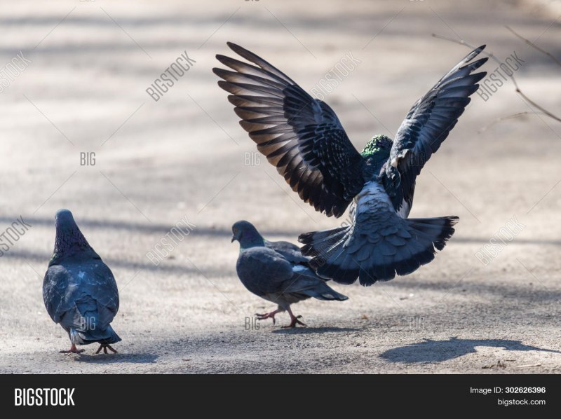 Голуби-Архангелы (Columba Livia)