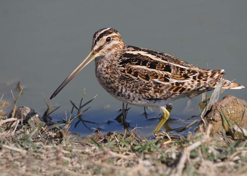 The common Snipe (Gallinago Gallinago)