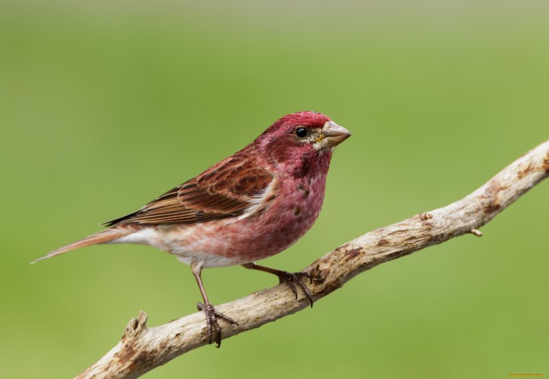 Сибирская чечевица (Carpodacus roseus (Pall.)