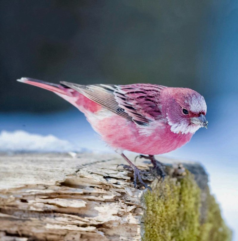 Carpodacus rubicilla