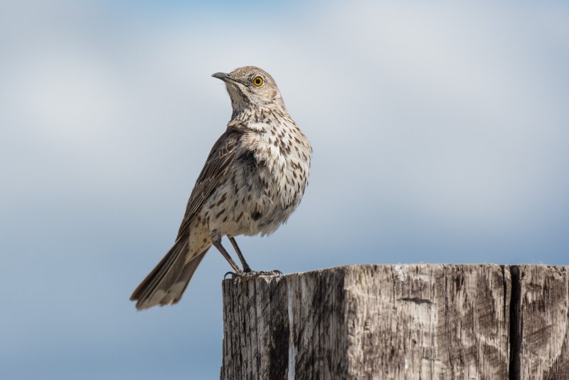 Mimus polyglottos
