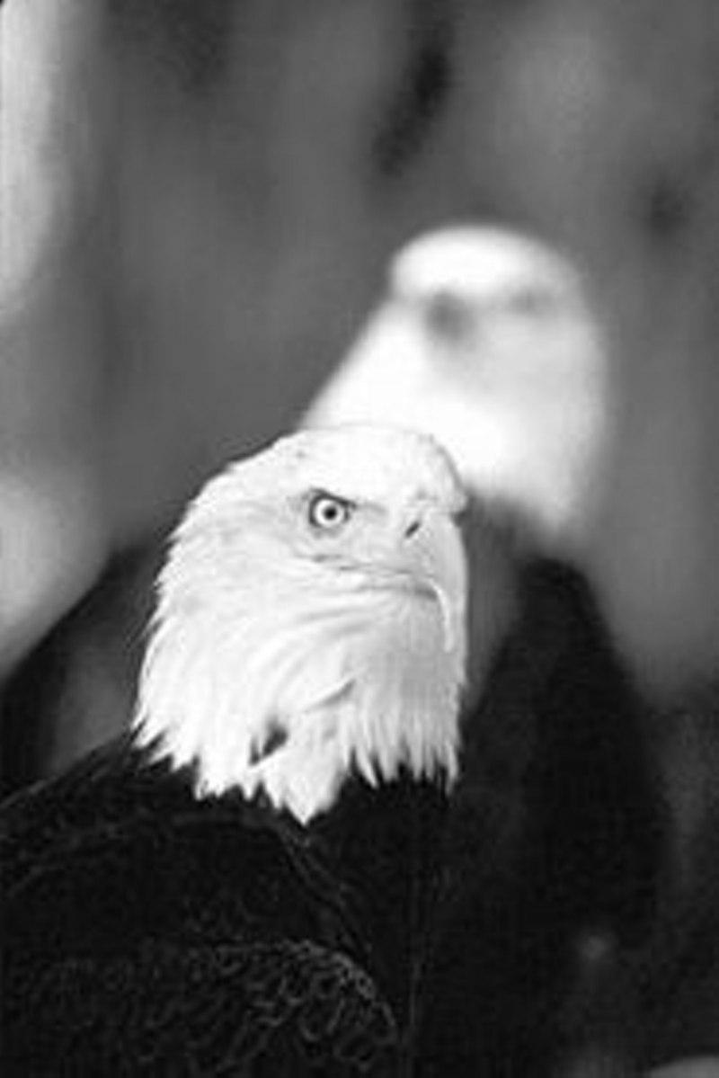 Орел свысока процедил: — небеса!