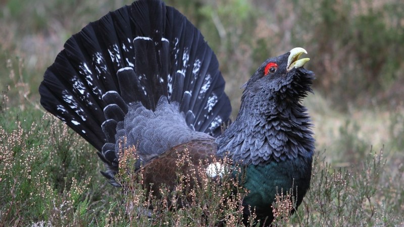 Глухарь (Tetrao urogallus)