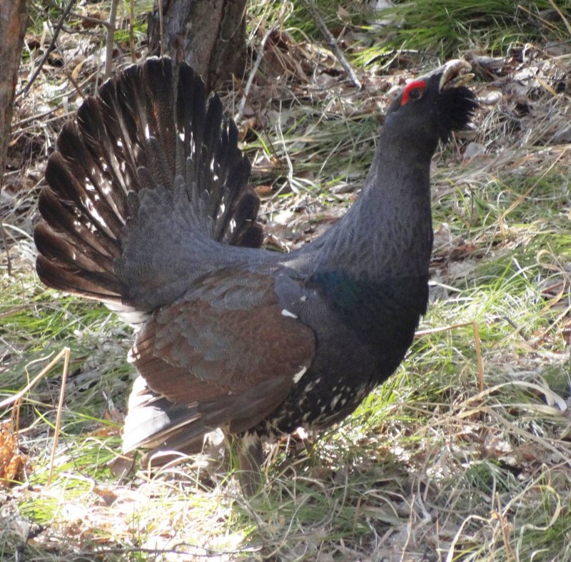 Глухарь (Tetrao urogallus)
