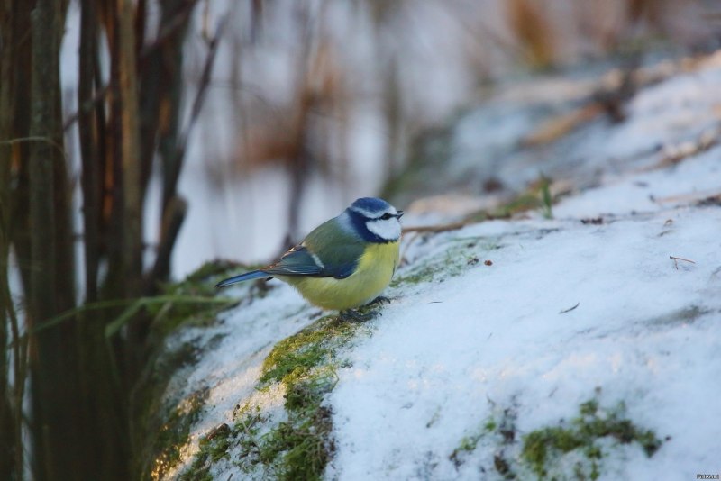 Titmouse синица