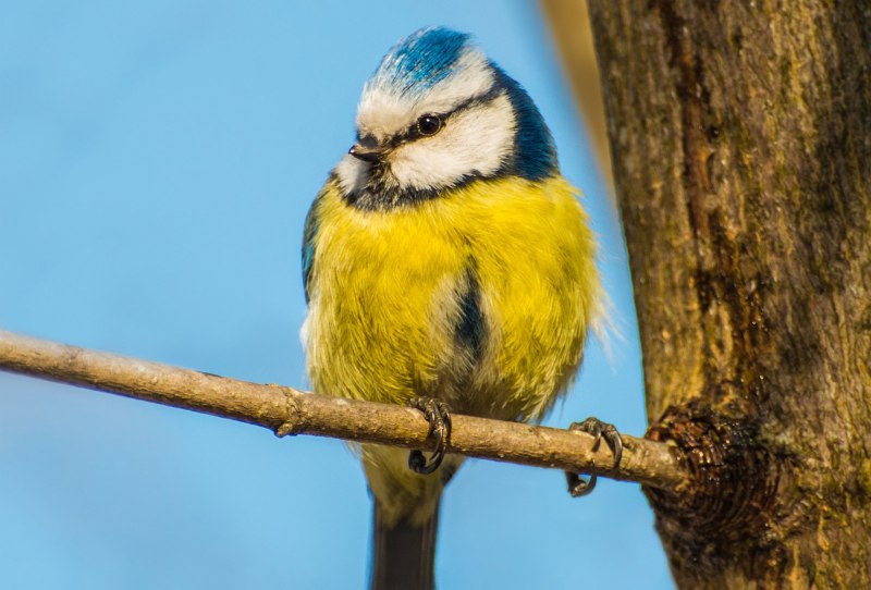 Синица Parus Major