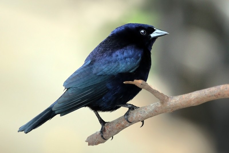 Cursorius coromandelicus)