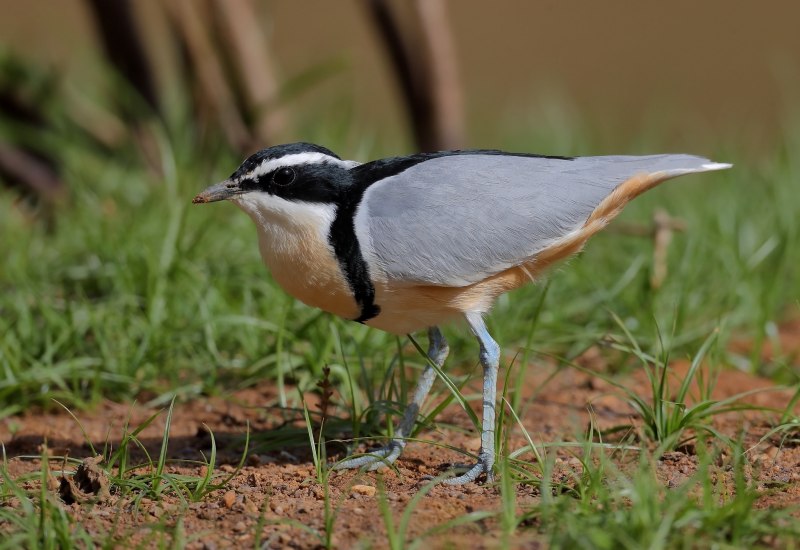 Cursorius temminckii