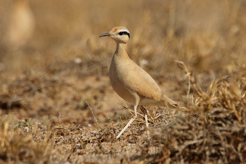 Malurus coronatus