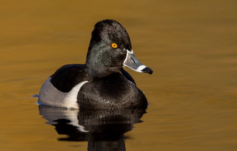 Pluvianus aegyptius