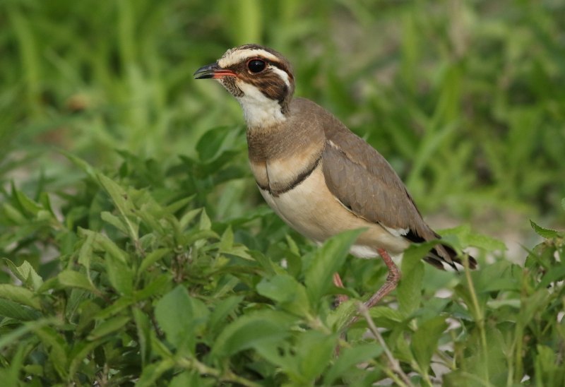 Rhinoptilus bitorquatus