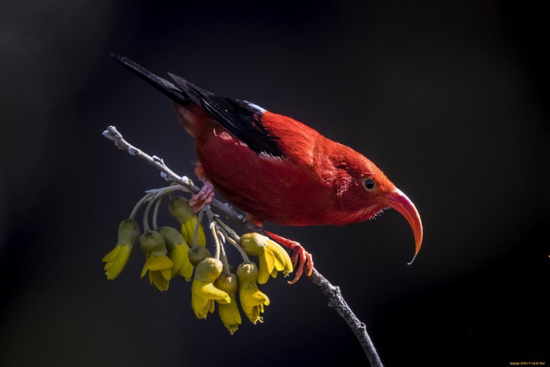 Rhinoptilus africanus