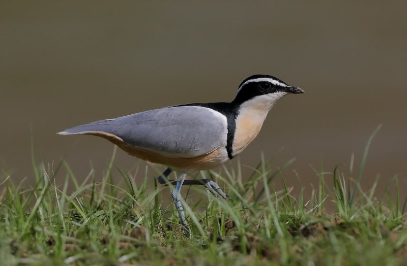 Pluvianus aegyptius