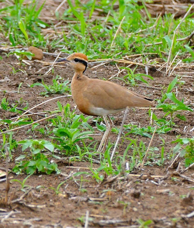 Cursorius Rufus
