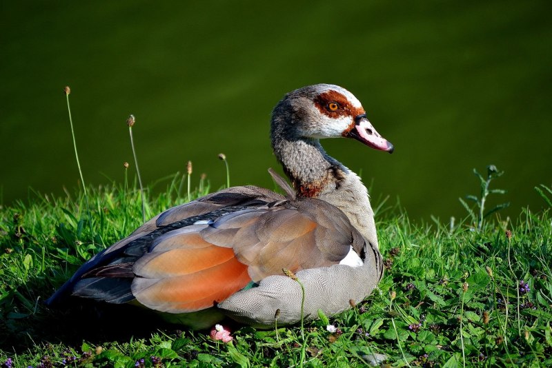 Pluvialis apricaria