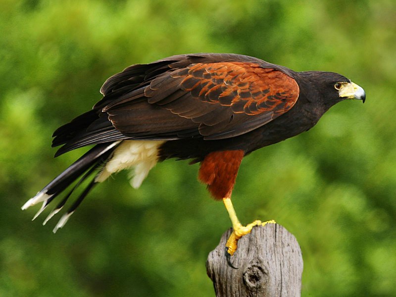 Harris Hawk