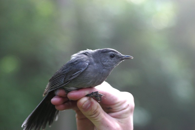 Обыкновенная горихвостка (Phoenicurus Phoenicurus)