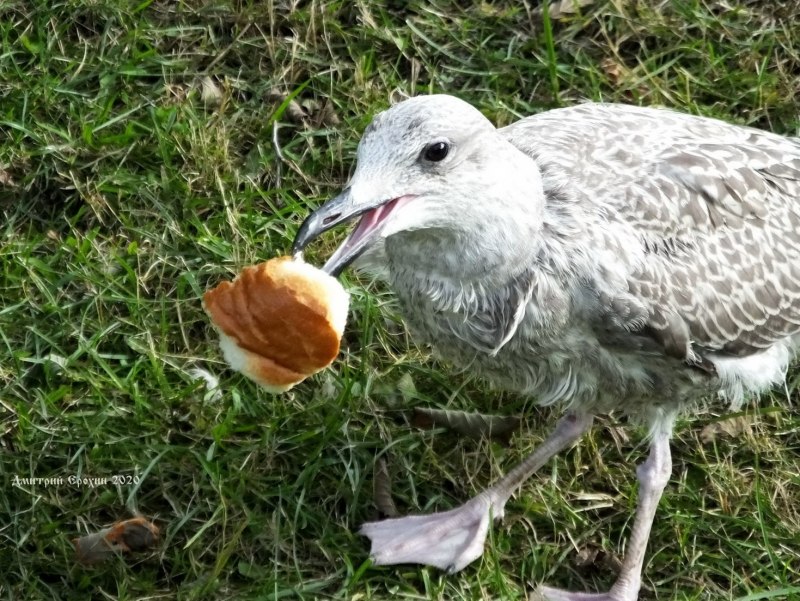 Larus canus brachyrhynchus