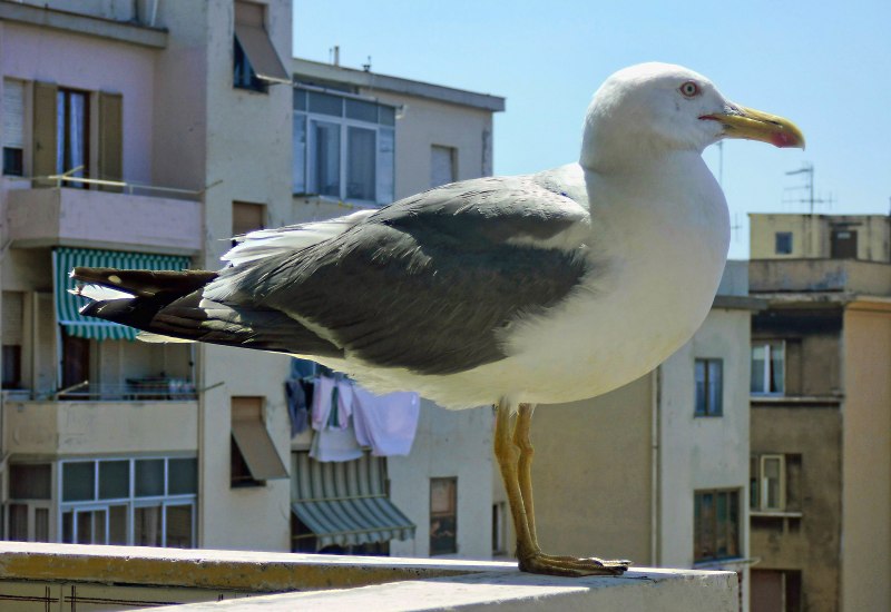 Морская птица 6 букв