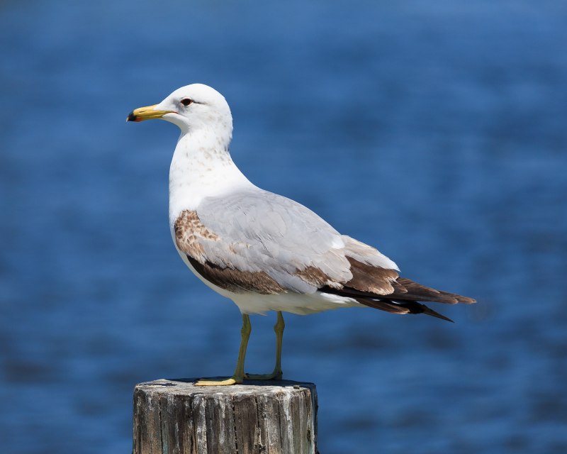 Чайка Larus