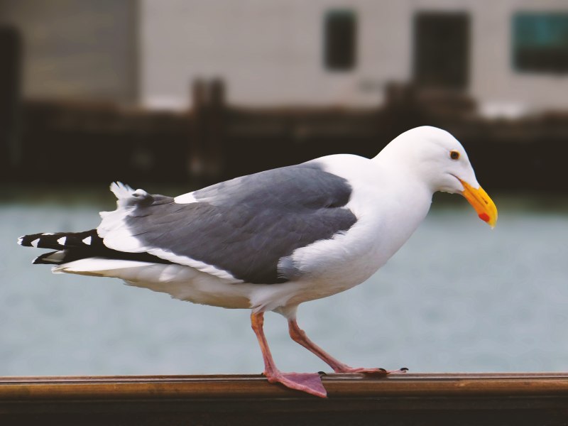European Herring Gull