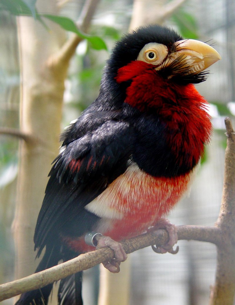Northern ground Hornbill