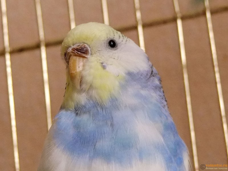 Коричневый нос у попугая волнистого (74 фото)