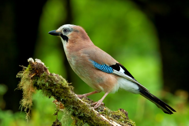 Megaceryle lugubris