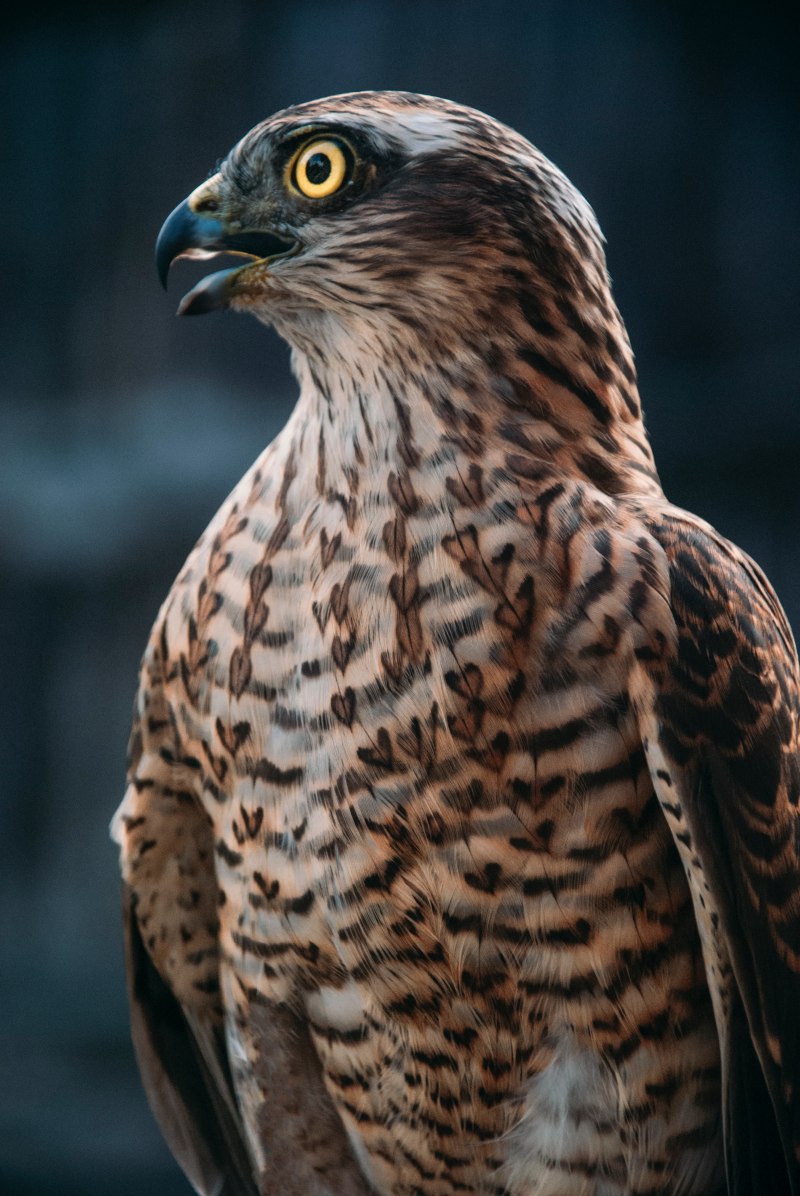 Ястребиный Сарыч Butastur indicus