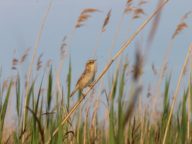 Acrocephalus paludicola