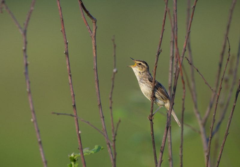 Acrocephalus paludicola