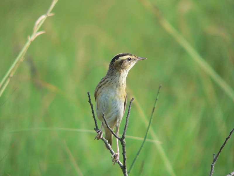 Acrocephalus paludicola