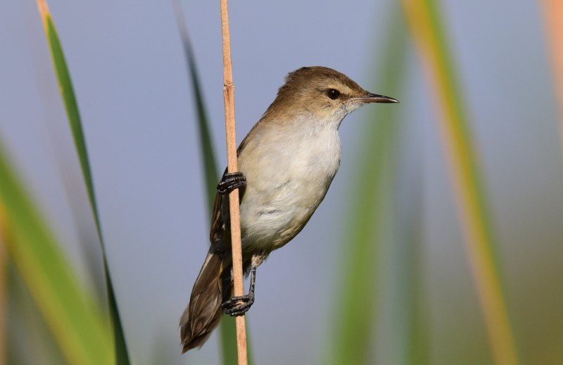Images different Birds in Lithuania