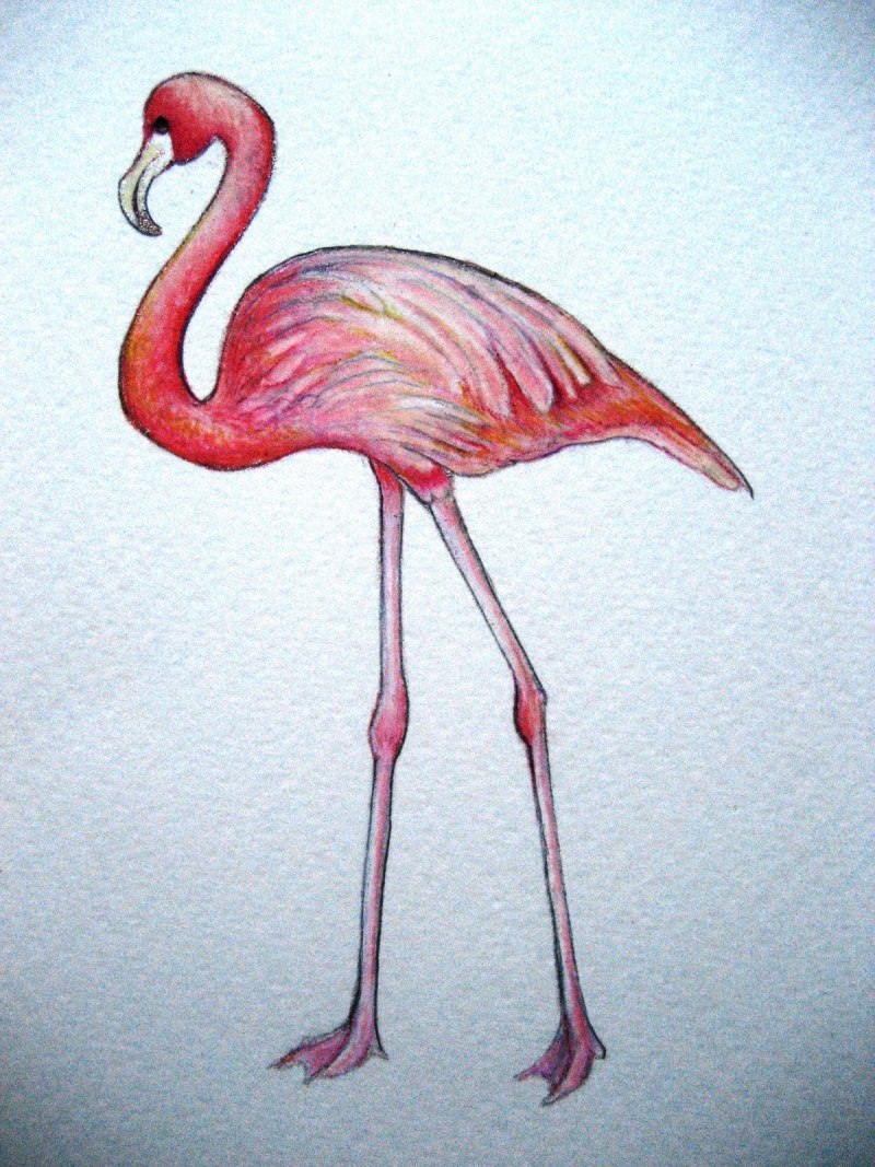Фламинго фото рисунок