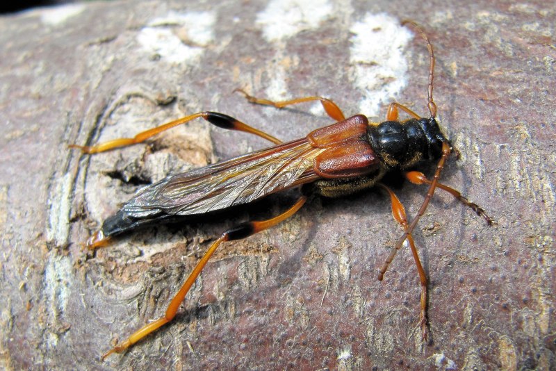 Короткокрыл большой Necydalis Major
