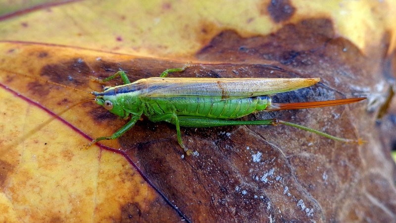 Conocephalus discolor