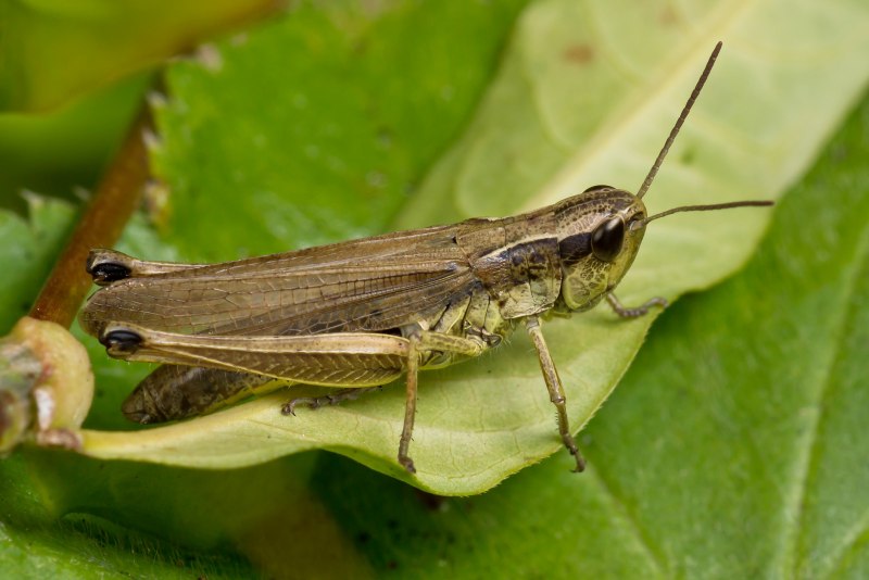 Chorthippus parallelus