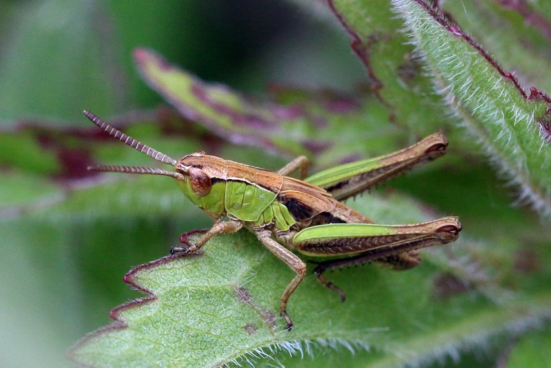 Chorthippus parallelus