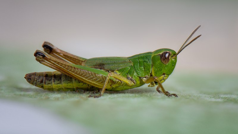 Chorthippus parallelus