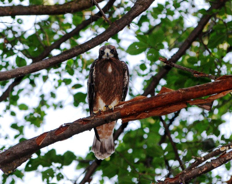 Booted Eagle