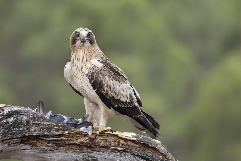 Орёл-карлик (Aquila pennata)