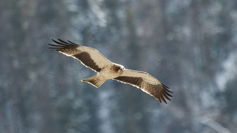 Орёл-карлик (Aquila pennata)