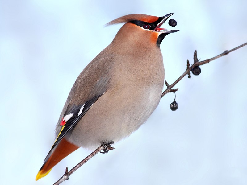 Bombycilla garrulus